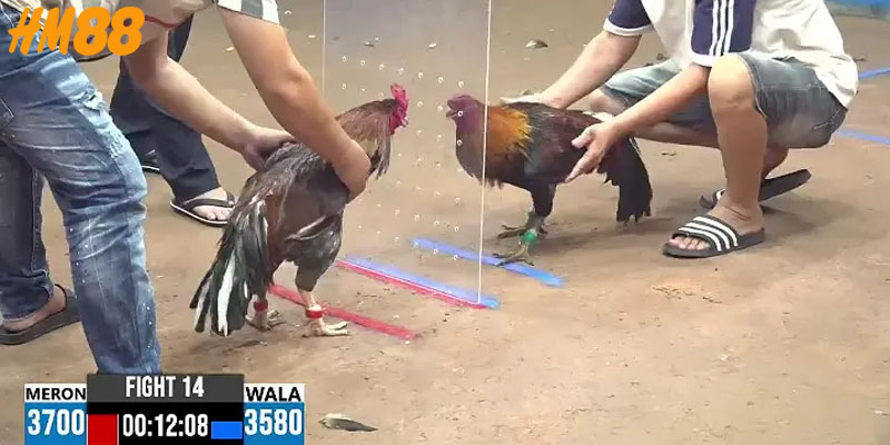 3 giải đá gà nổi bật nhất