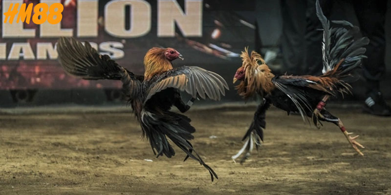 4 tính năng trên giao diện sảnh