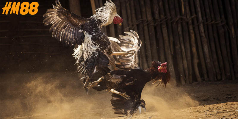 Khám phá và tìm hiểu luật đá gà miền Nam chi tiết