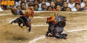 Luật Đá Gà Miền Bắc – Hiểu Rõ Trước Khi Vào Chơi!