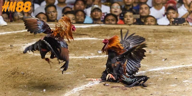 Luật Đá Gà Miền Bắc – Hiểu Rõ Trước Khi Vào Chơi!