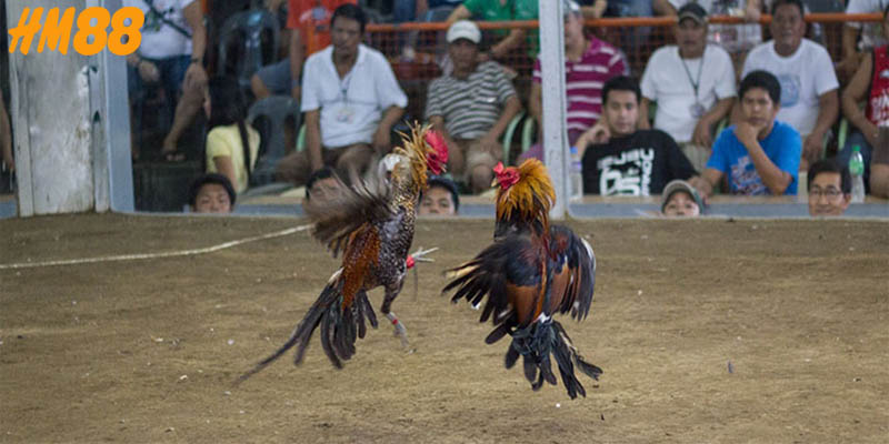 Tìm hiểu và khám phá luật đá gà miền Bắc